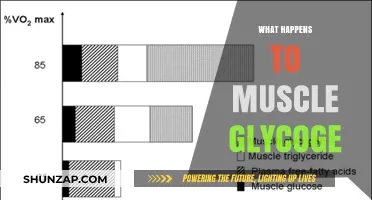 Muscle Glycogen: Utilization and Depletion During Exercise