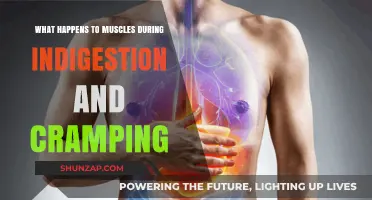 Understanding Muscle Behavior During Indigestion and Cramping Episodes