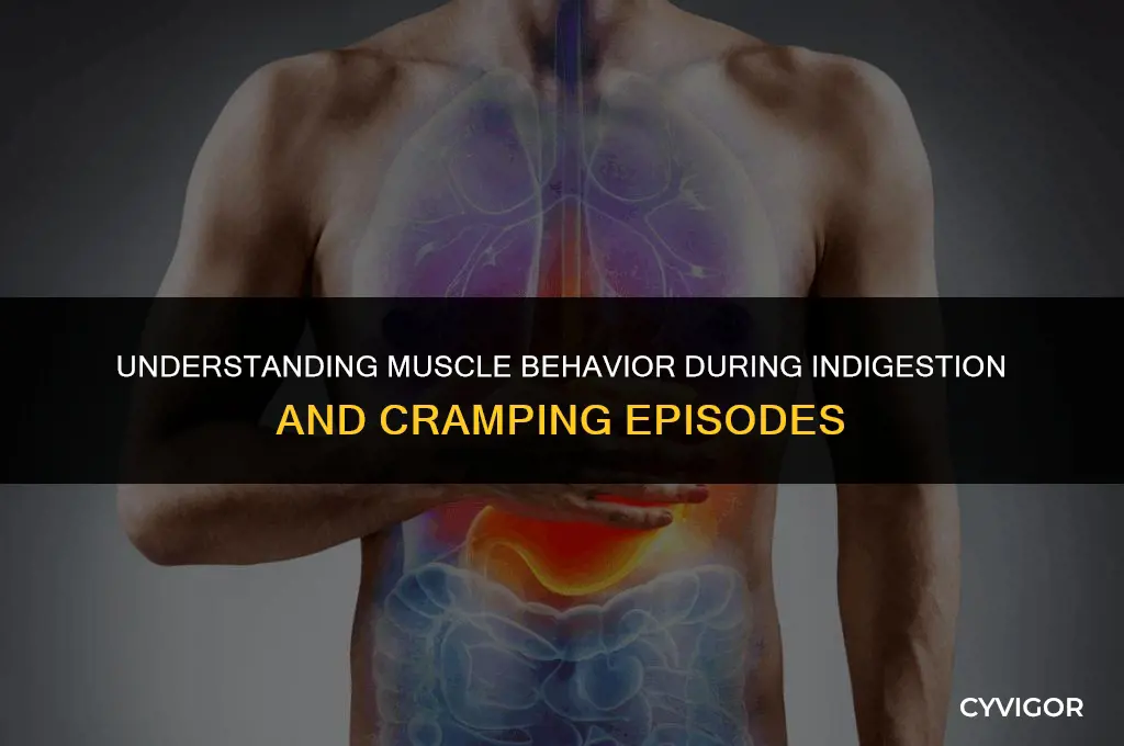 what happens to muscles during indigestion and cramping