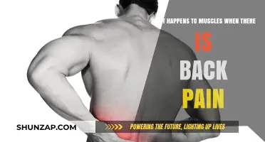 Understanding Muscle Response: How Back Pain Affects Muscular Function and Healing
