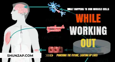 Unveiling the Science: How Muscles Transform During Exercise