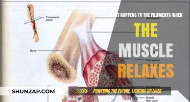 Muscle Relaxation: How Filaments Respond and Restore Resting State
