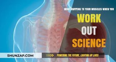 How Exercise Transforms Muscles: The Science Behind Strength and Growth