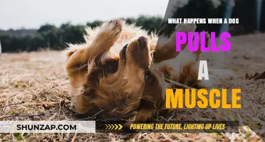 Dog Pulled Muscle: Symptoms, Treatment, and Recovery Tips for Pet Owners