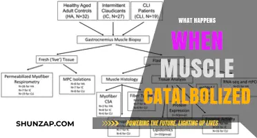 Muscle Catabolism: What Happens and How to Prevent It
