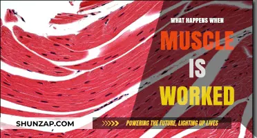 Muscle Mechanics: Unraveling the Science of Strength and Adaptation