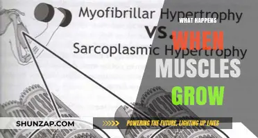 Muscle Growth Explained: How Hypertrophy Transforms Your Body and Strength