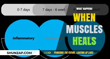 Muscle Recovery: How Do Muscles Heal?