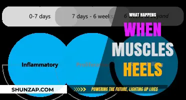 Muscle Recovery: Healing Process and What to Expect