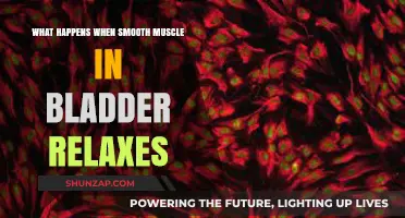 Bladder Relaxation: Understanding Smooth Muscle's Role in Urinary Function