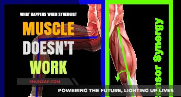 Synergist Muscle Dysfunction: Causes, Effects, and Rehabilitation Strategies