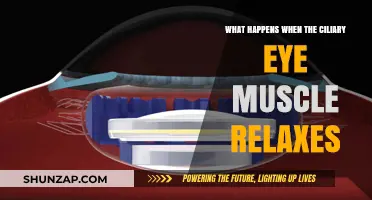 Ciliary Muscle Relaxation: How It Affects Eye Focus and Vision