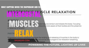 Diaphragm and Intercostal Muscles Relaxation: Unraveling Exhalation's Passive Process