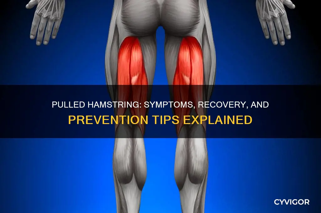 what happens when you pull a hamstring muscle