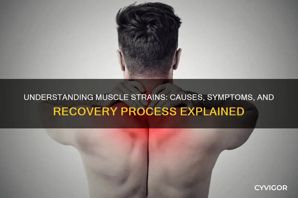 what happens when you pull a muscl