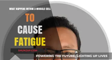 Muscle Cell Fatigue: Unraveling the Intracellular Causes of Exhaustion