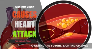 Understanding the Heart Muscle: Key Triggers of Heart Attacks Explained