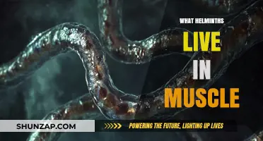 Helminths in Muscle: Unseen Invaders and Their Abodes