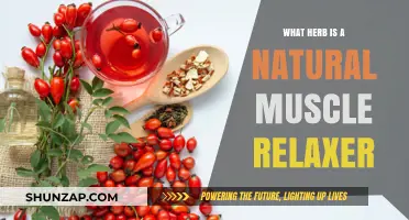 Discover the Best Natural Muscle Relaxer Herb for Relief