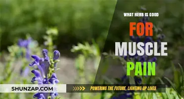 Natural Relief: Best Herbs to Ease Muscle Pain Effectively