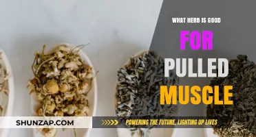 Natural Relief: Best Herbs for Pulled Muscle Recovery and Healing