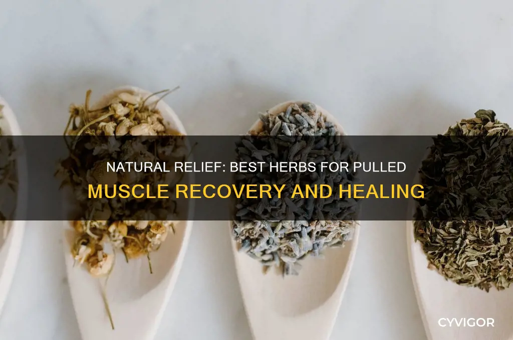 what herb is good for pulled muscle