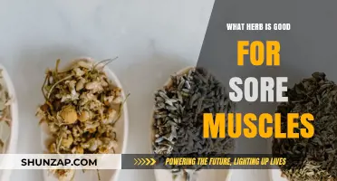 Natural Relief for Sore Muscles: Top Herbs to Ease Pain and Inflammation