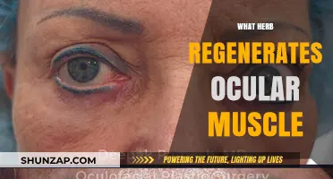 Healing Eye Muscles: Natural Herb-Based Remedies