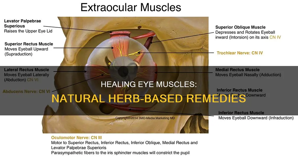 what herb regenerates ocular muscle