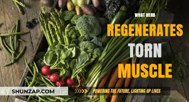 Healing Torn Muscles: The Best Herbal Regeneration Treatment
