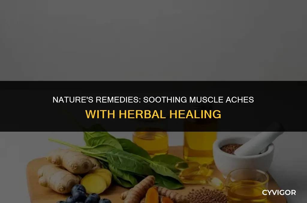 what herbs are good for muscle aches