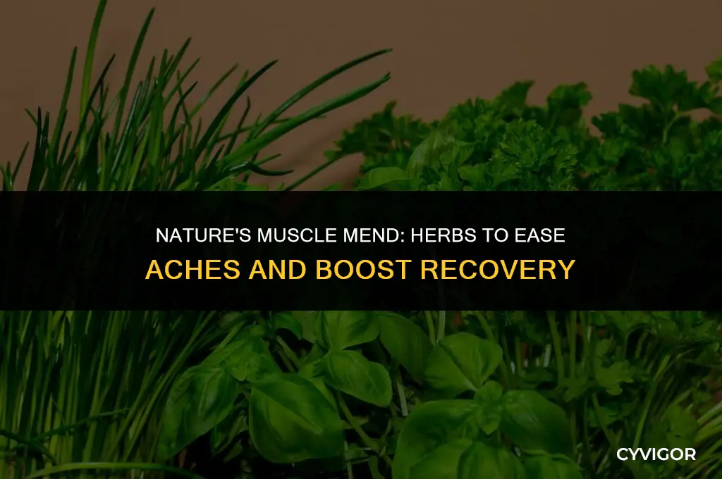 what herbs are good for muscles
