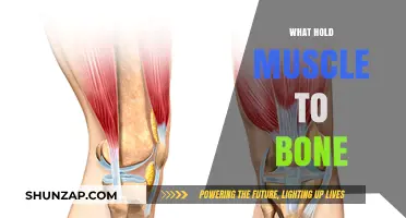How Muscles and Bones Connect and Work Together