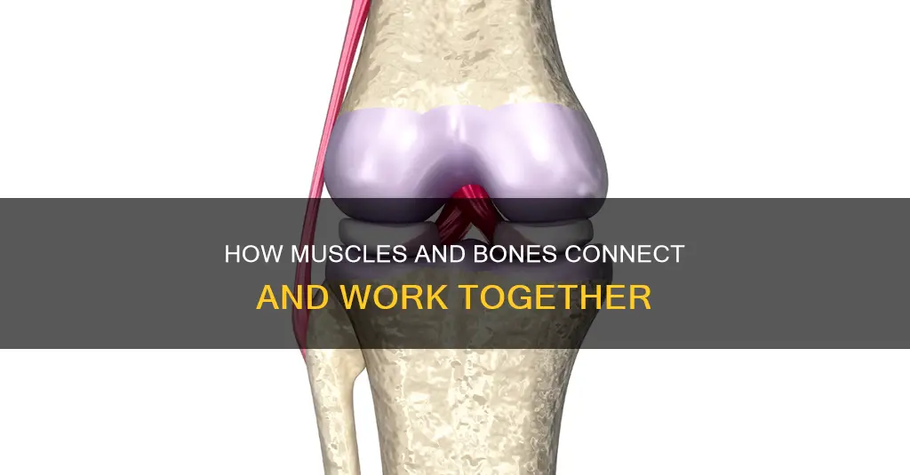 what hold muscle to bone