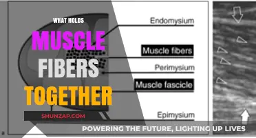 The Glue of Muscles: What Holds Fibers Together