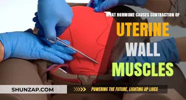 Hormonal Trigger: Understanding Uterine Muscle Contractions During Menstruation and Childbirth