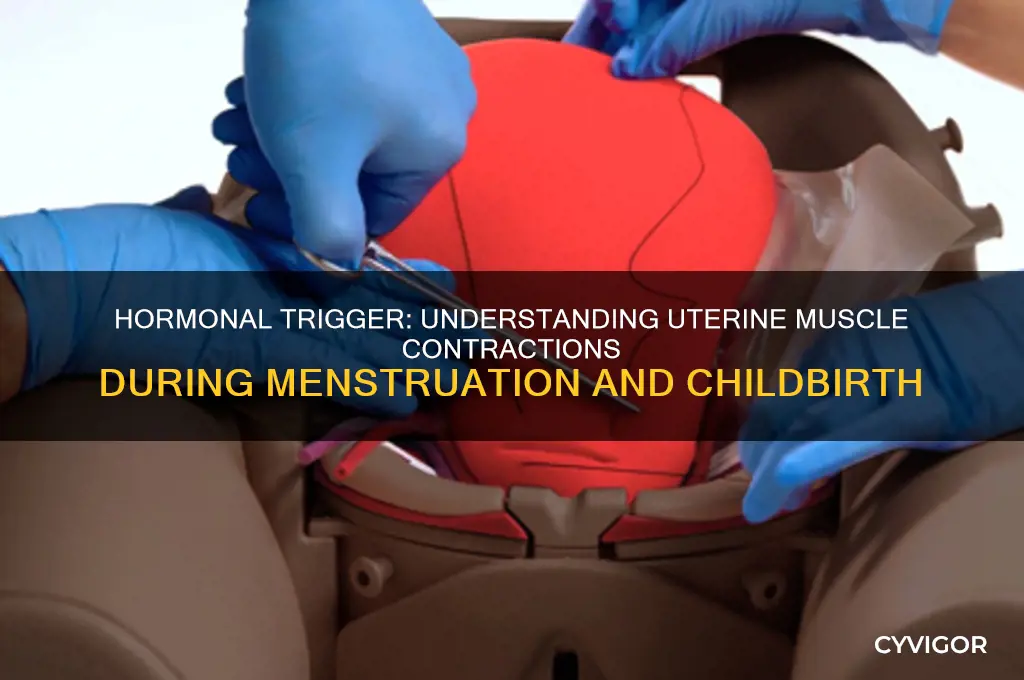 what hormone causes contraction of uterine wall muscles