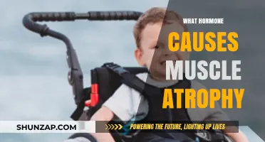 Understanding Muscle Atrophy: The Role of Myostatin Hormone Explained