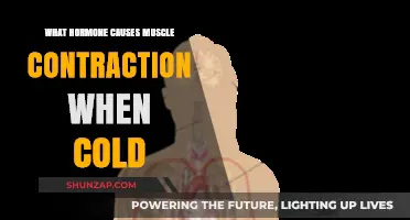 Cold-Induced Muscle Contractions: The Role of Hormone Secretion Explained