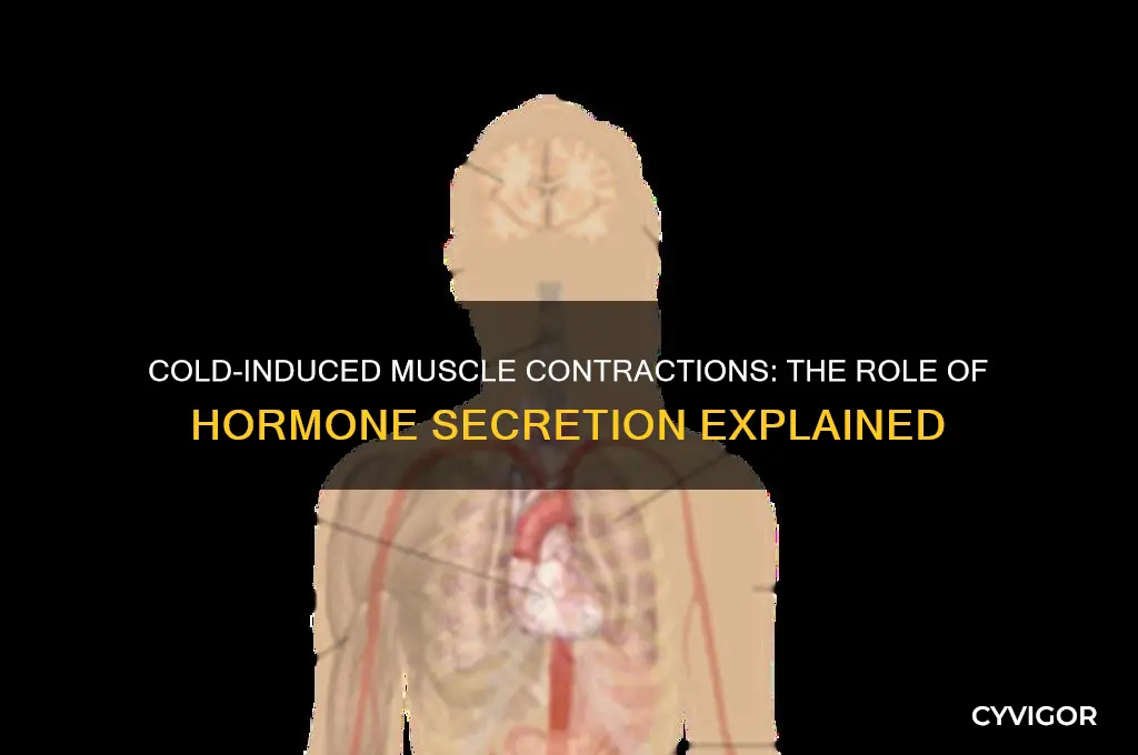 what hormone causes muscle contraction when cold