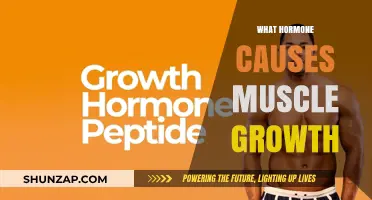 Unveiling the Hormone Behind Muscle Growth: A Comprehensive Guide