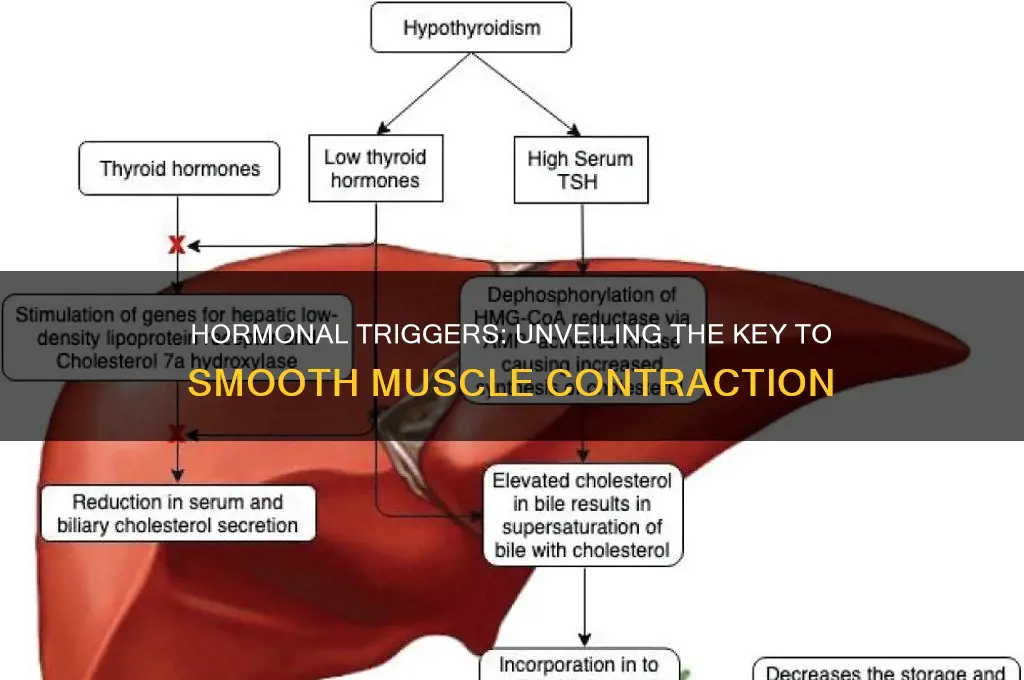 what hormone causes smooth muscle contraction
