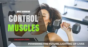 Muscle Control: Hormones and Their Impact
