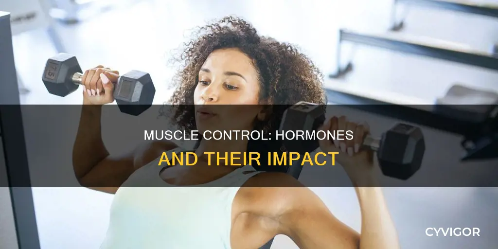what hormone control muscles