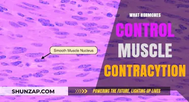 Muscle Movement: Hormones Behind Contractions