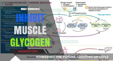 How Hormones Affect Muscle Glycogen Storage