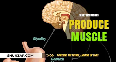 Muscle-Building Hormones: What You Need to Know