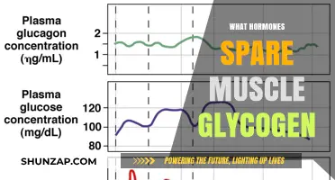 How Hormones Preserve Muscle Glycogen