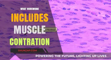 Calcium and Muscle Contractions: The Hormonal Link