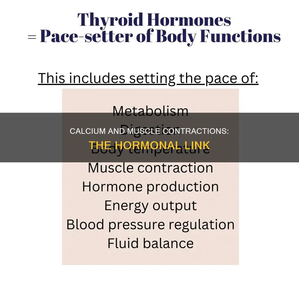 what horomone includes muscle contration